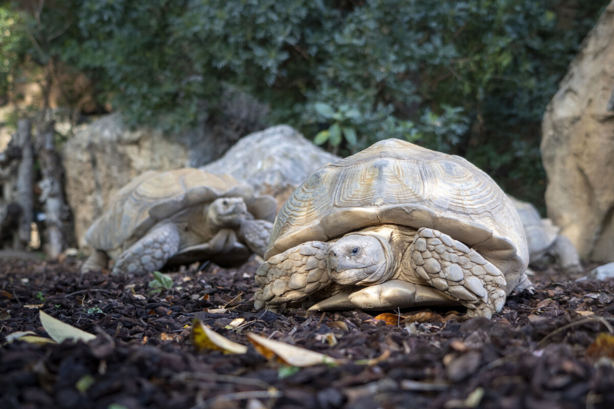 Tortugas gigantes en Bioparc Valencia
